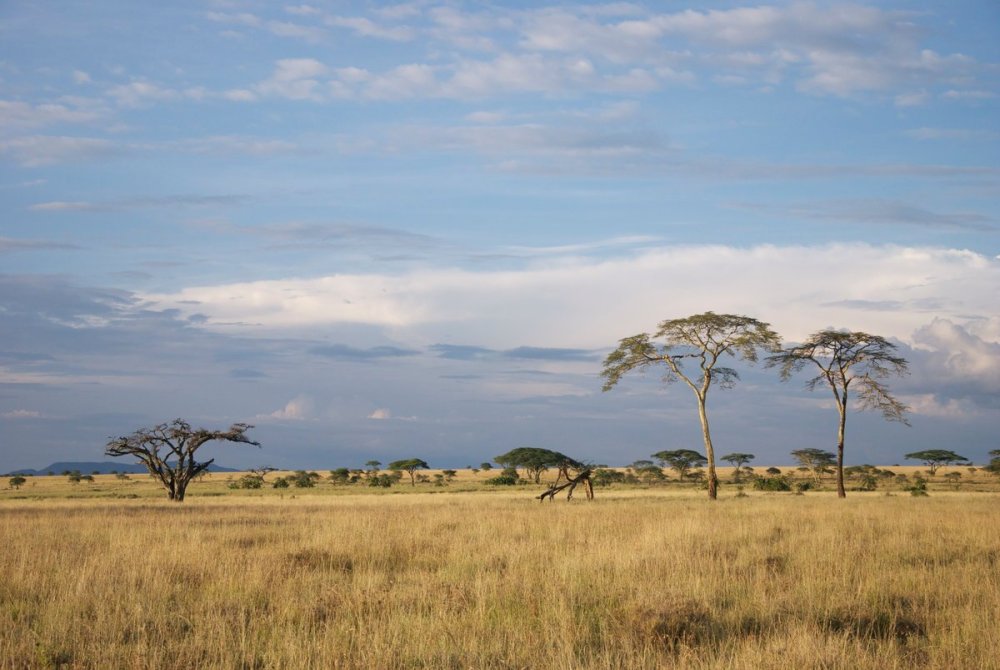 Африканская Саванна