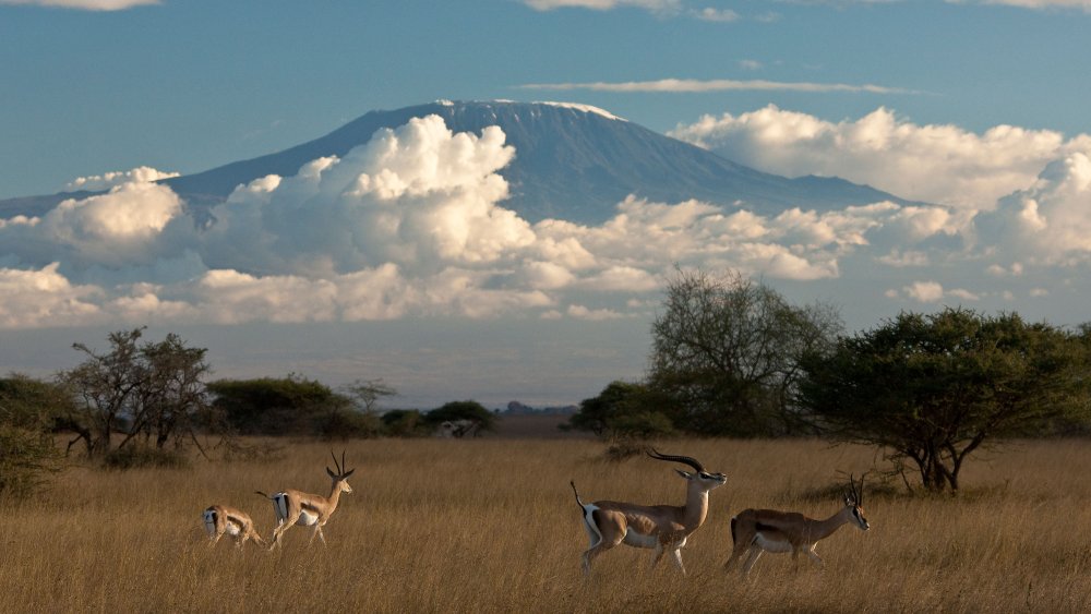The Hunter Call of the Wild Саванна