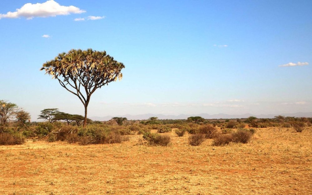 Культуры в саванне