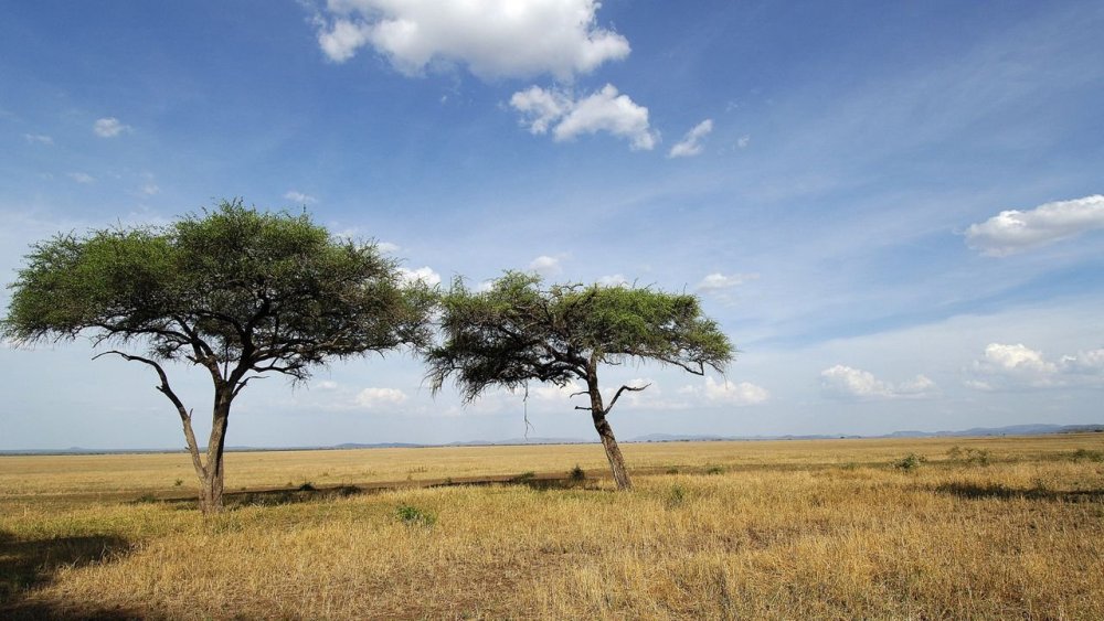 Моюнкумская Саванна