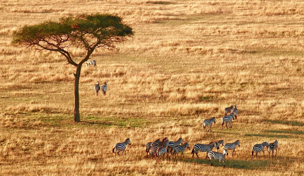 Африка арт пейзаж