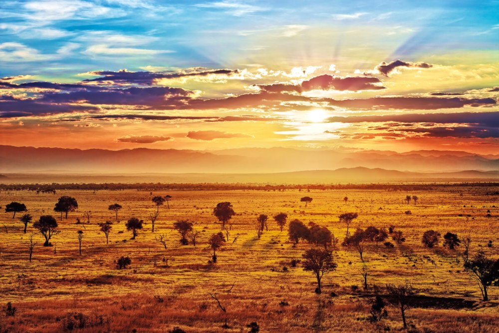 Саванна Король Лев Африка