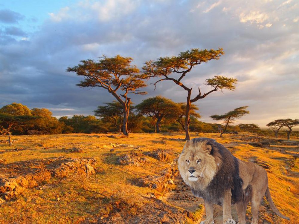 Панорама саванны для детей