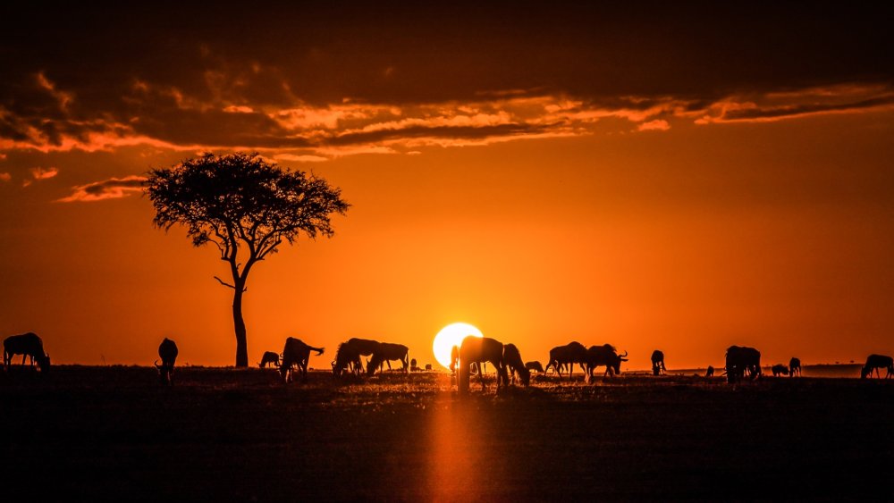 Comics звери саванны