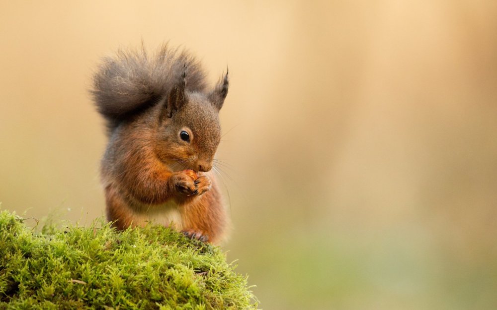 Фон с белками