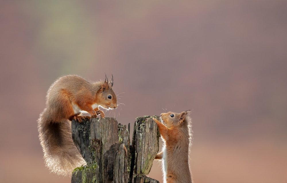 Фон Белочка