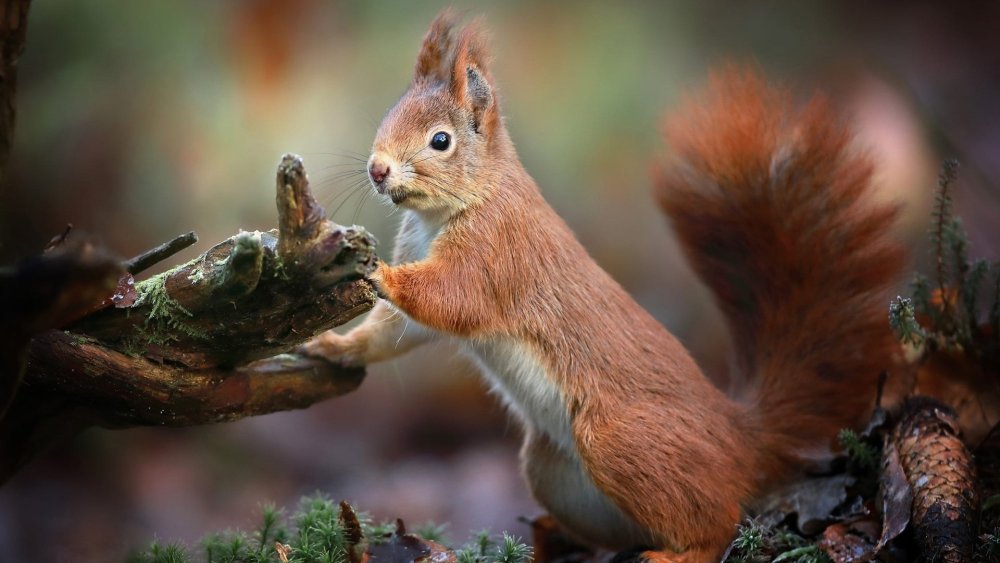 Обыкновенная белка