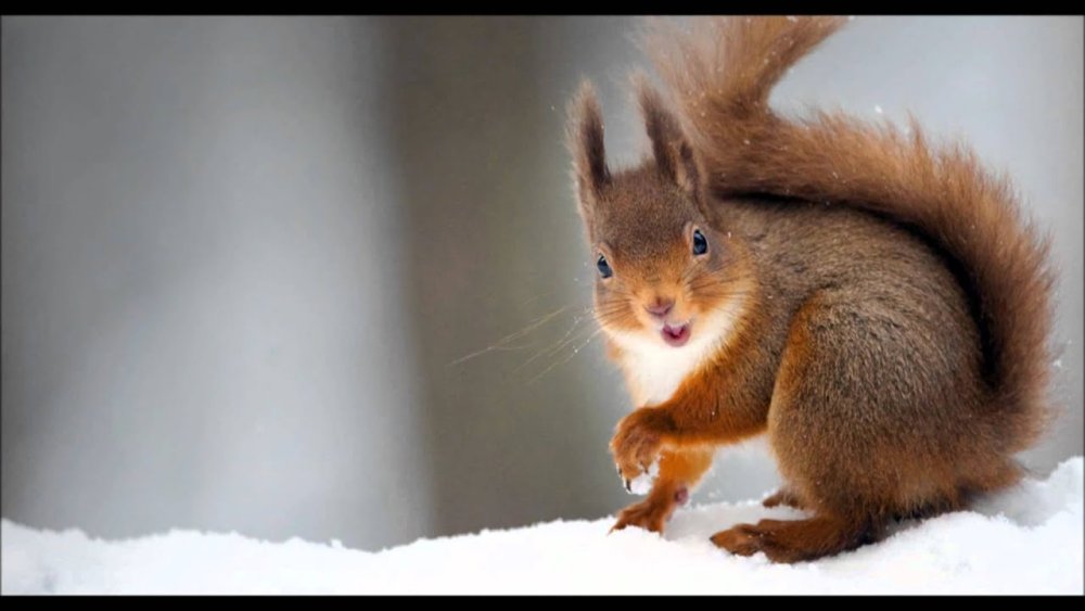 Белка с вереском