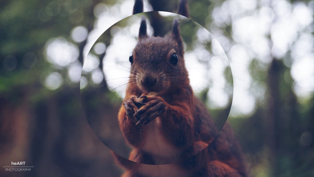 Белка арт 1920 1080