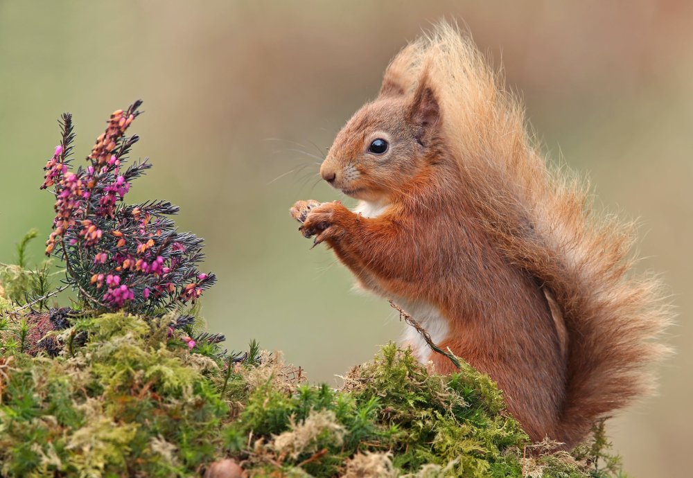Хвост белки