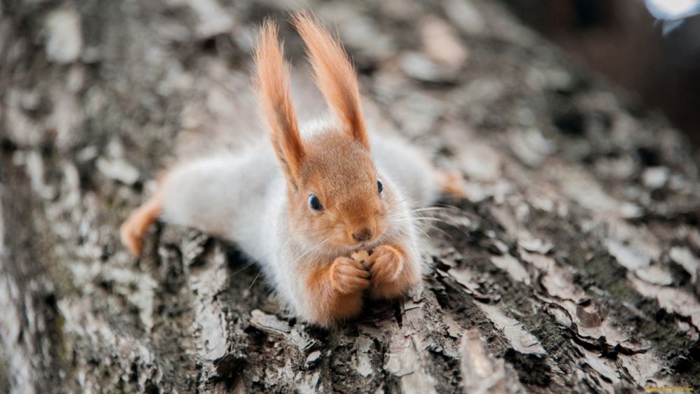 Белочка зимой