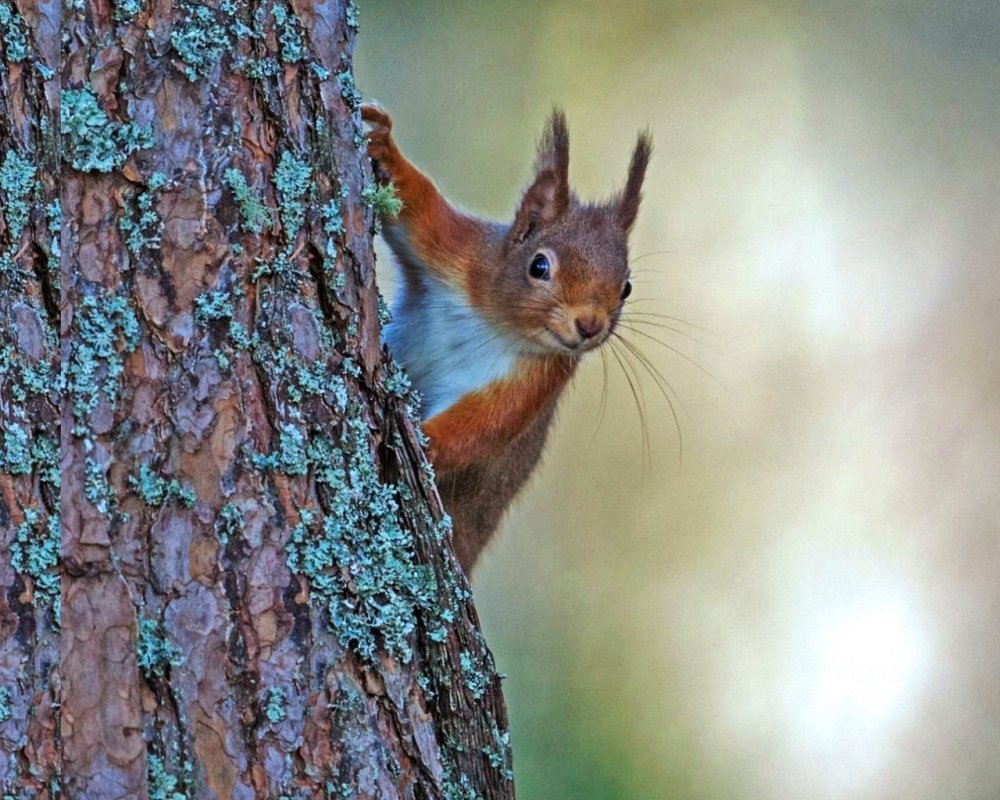 Заставка на рабочий стол белка