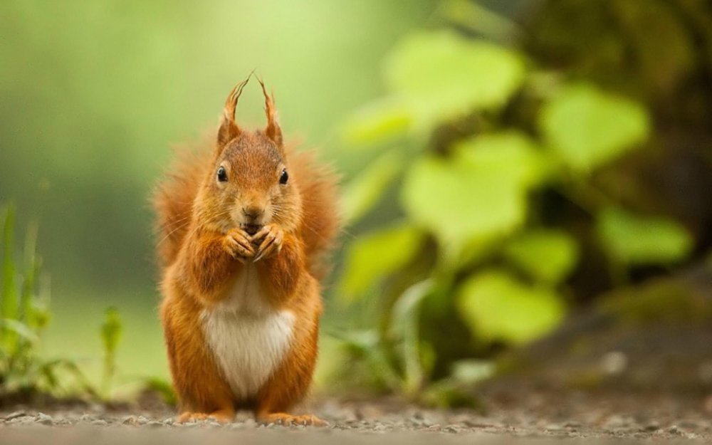 Симпатичная белка
