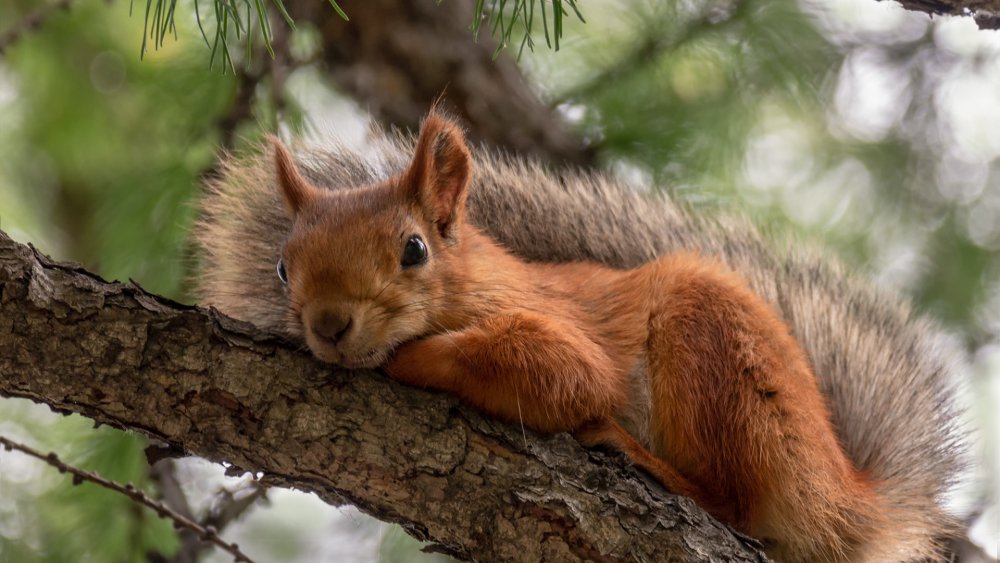 Заставка на рабочий стол белка