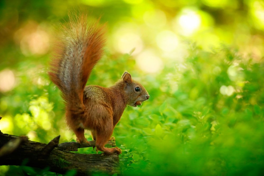 Обои на рабочий стол белка