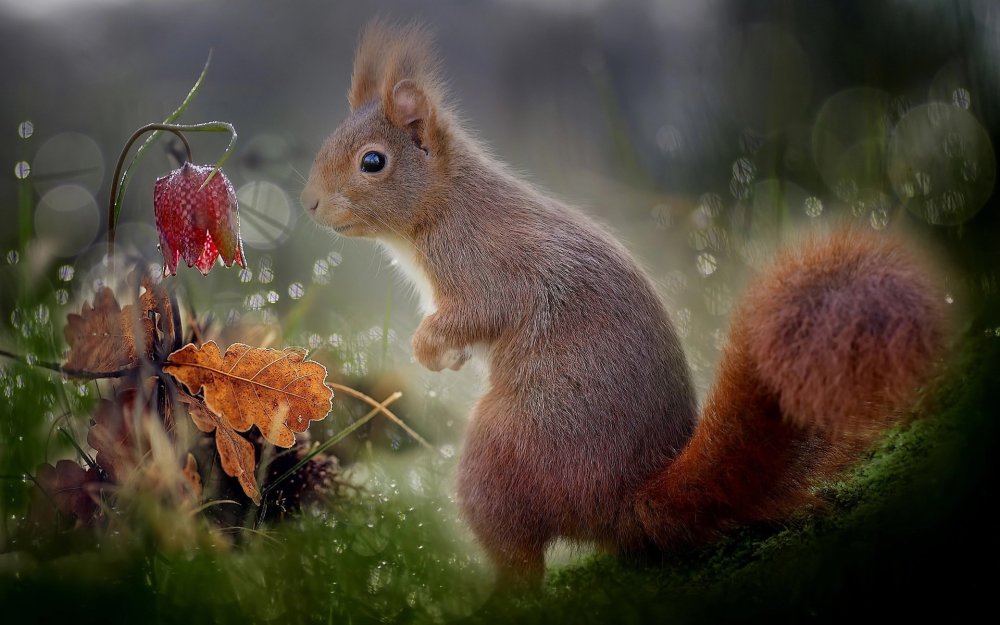 Оранжевая белка