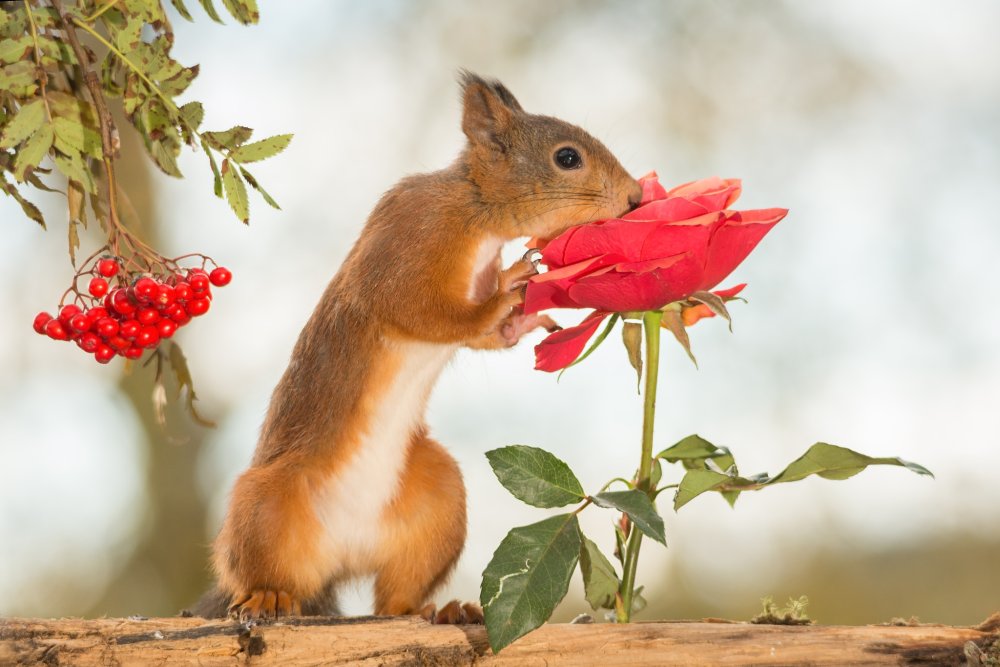 Фон летний с белочкой вектор