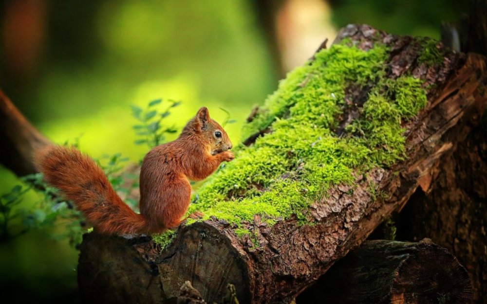 Белочка на фоне природы