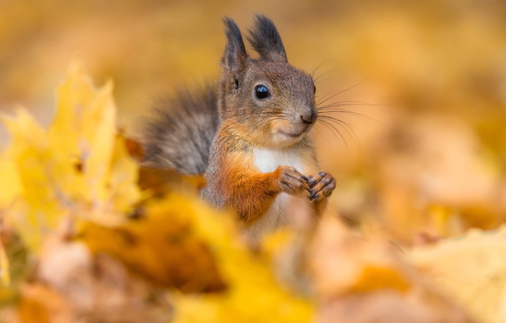 Белочка на фоне природы