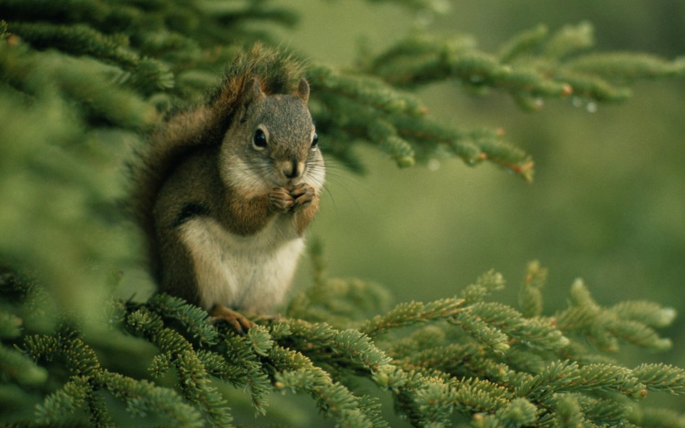 Осень белка