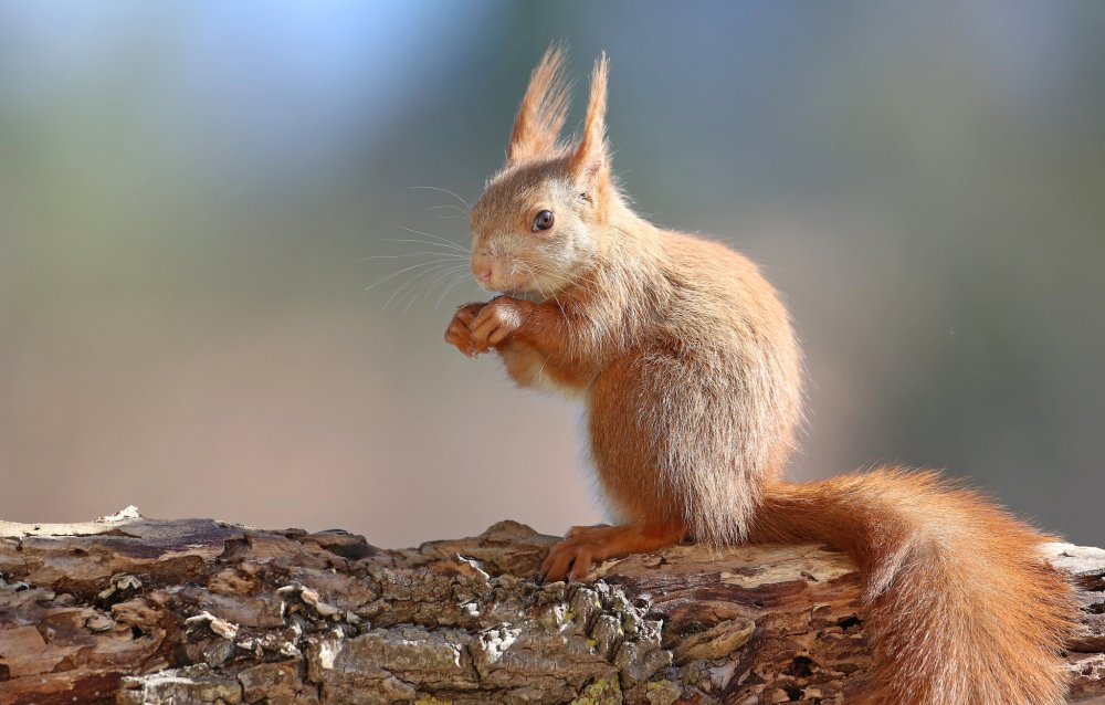 Новый год природа животные