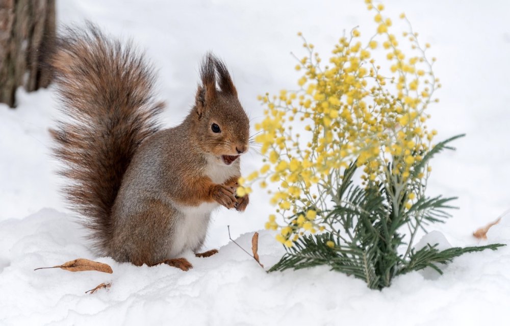 Белка в ноябре