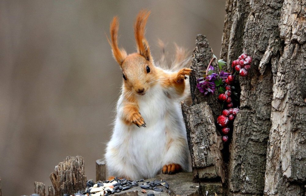Белочка зимой