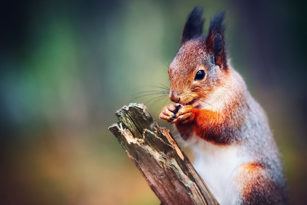 Огненная белка