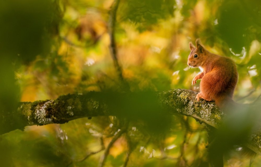 Белочка с орешками