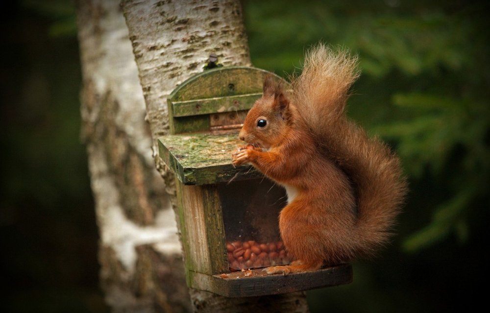 Обои на рабочий стол белка