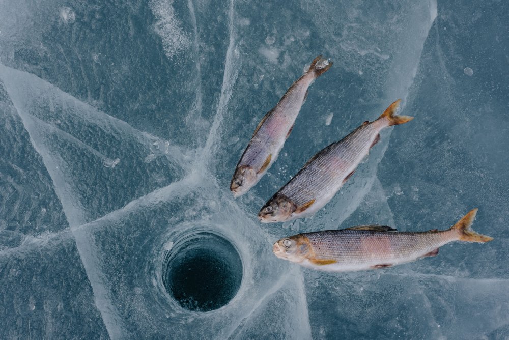 Зимняя рыбалка