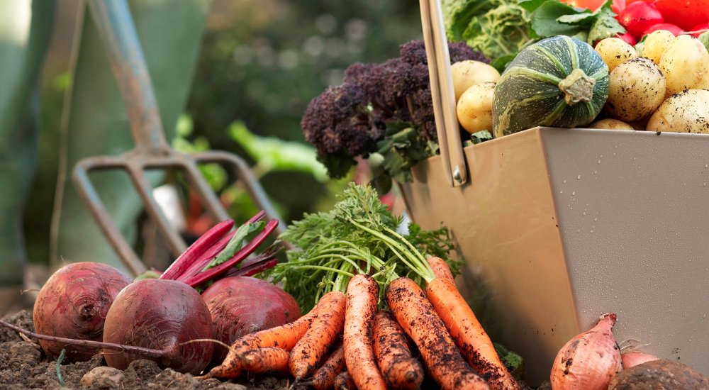 Уборка овощей