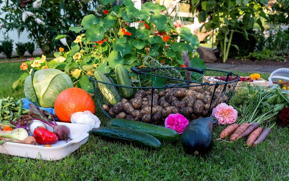 Урожай на грядке