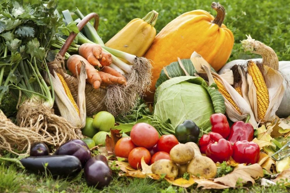 Урожай овощей