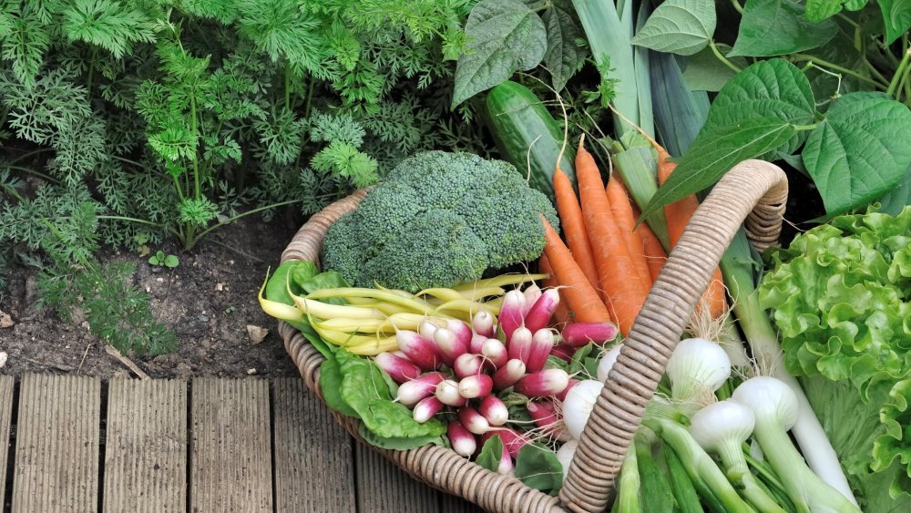 Урожай овощей и фруктов