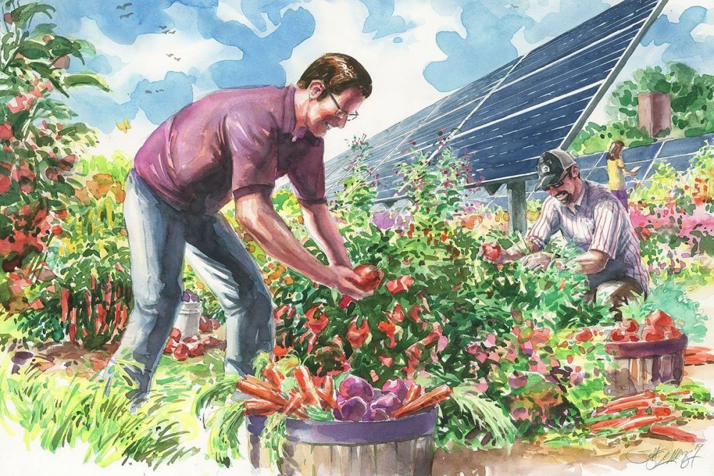 Картина огород