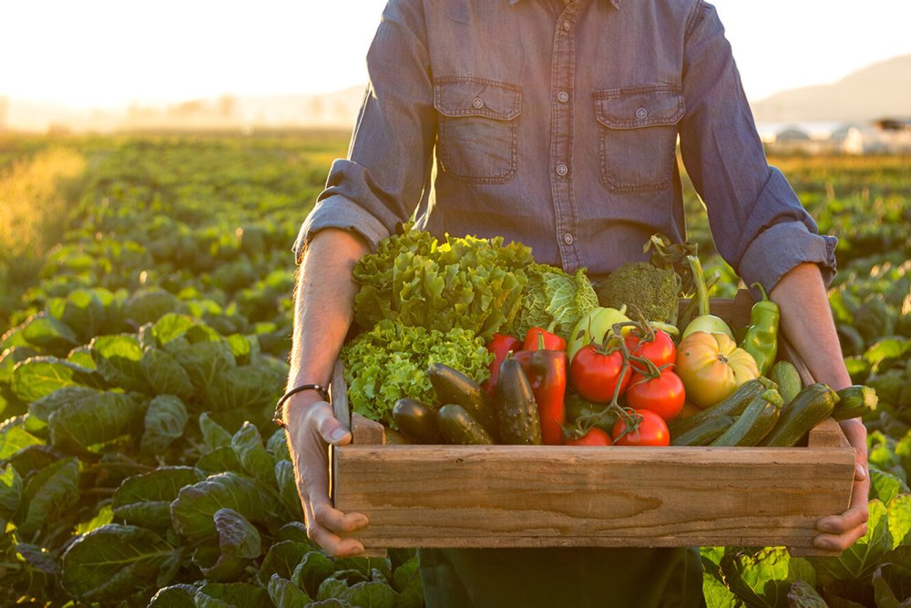 Богатый урожай фруктов