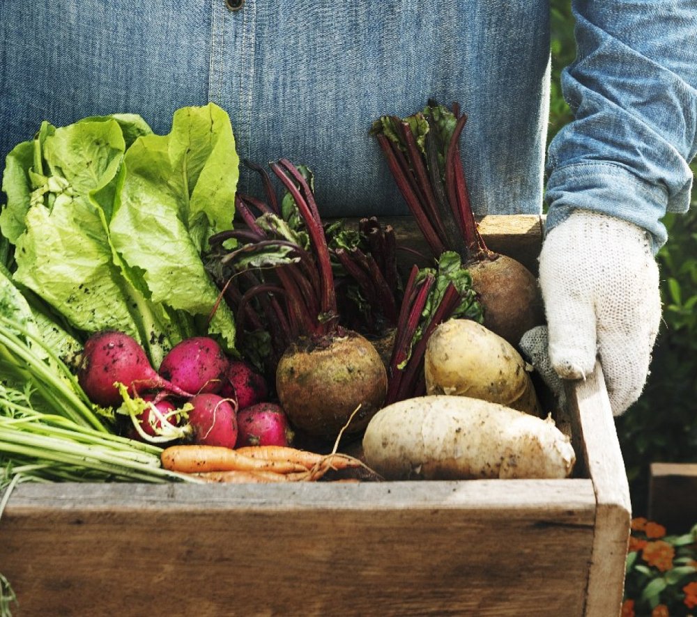 Vegetables from Farm