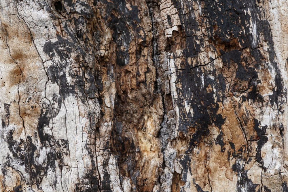 Шпон палисандр Сантос текстура