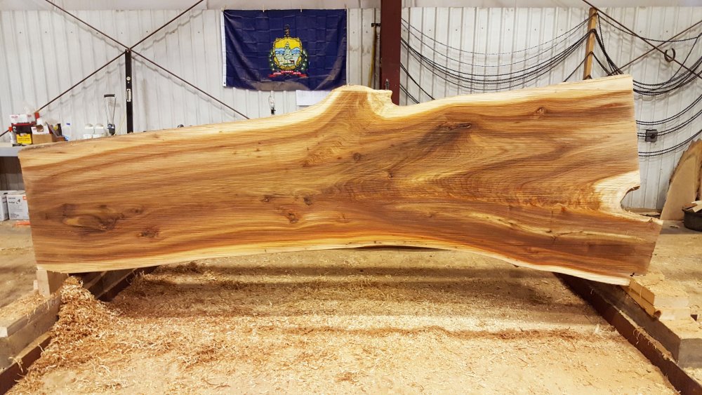 Каповый Тополь дерево