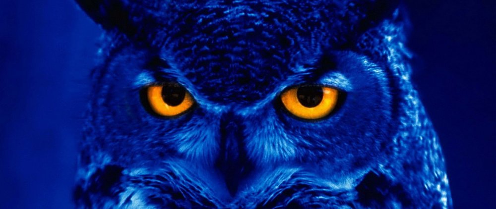 Сова символ иллюминатов