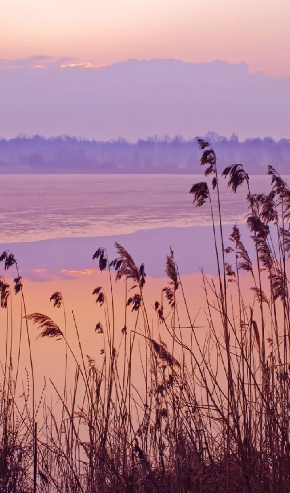 Розовый рассвет