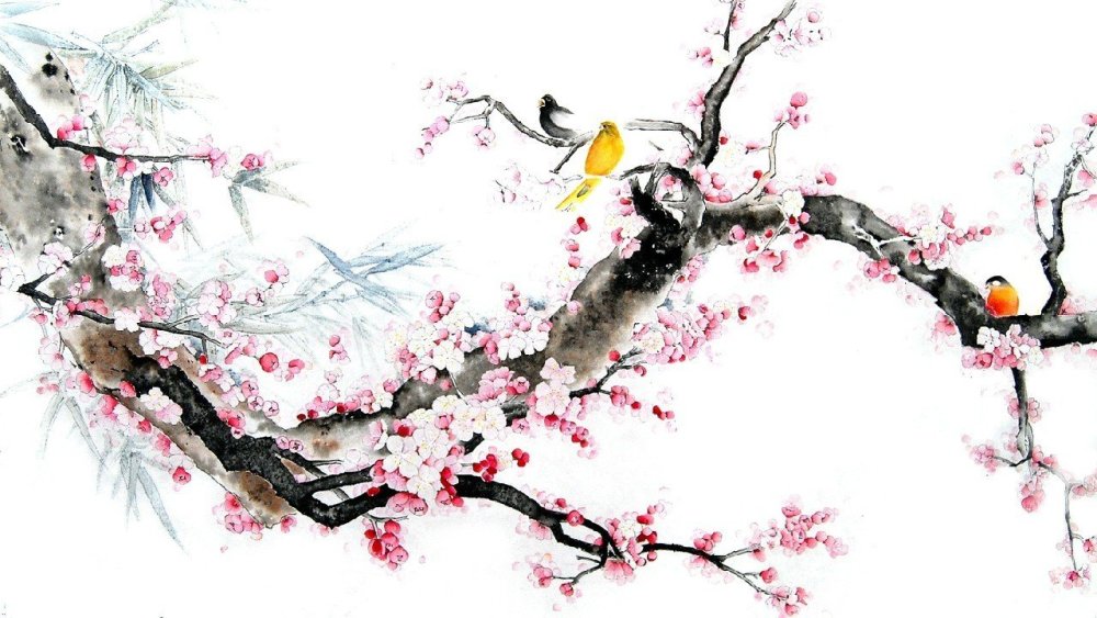 Ветка Сакуры на белом фоне