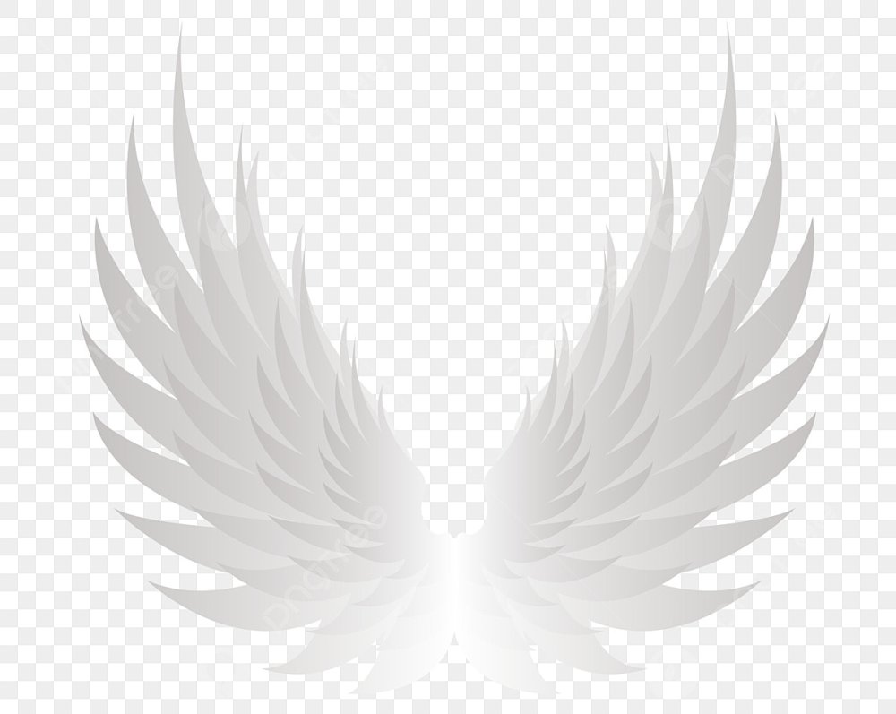 Крылья ангела на прозрачном фоне