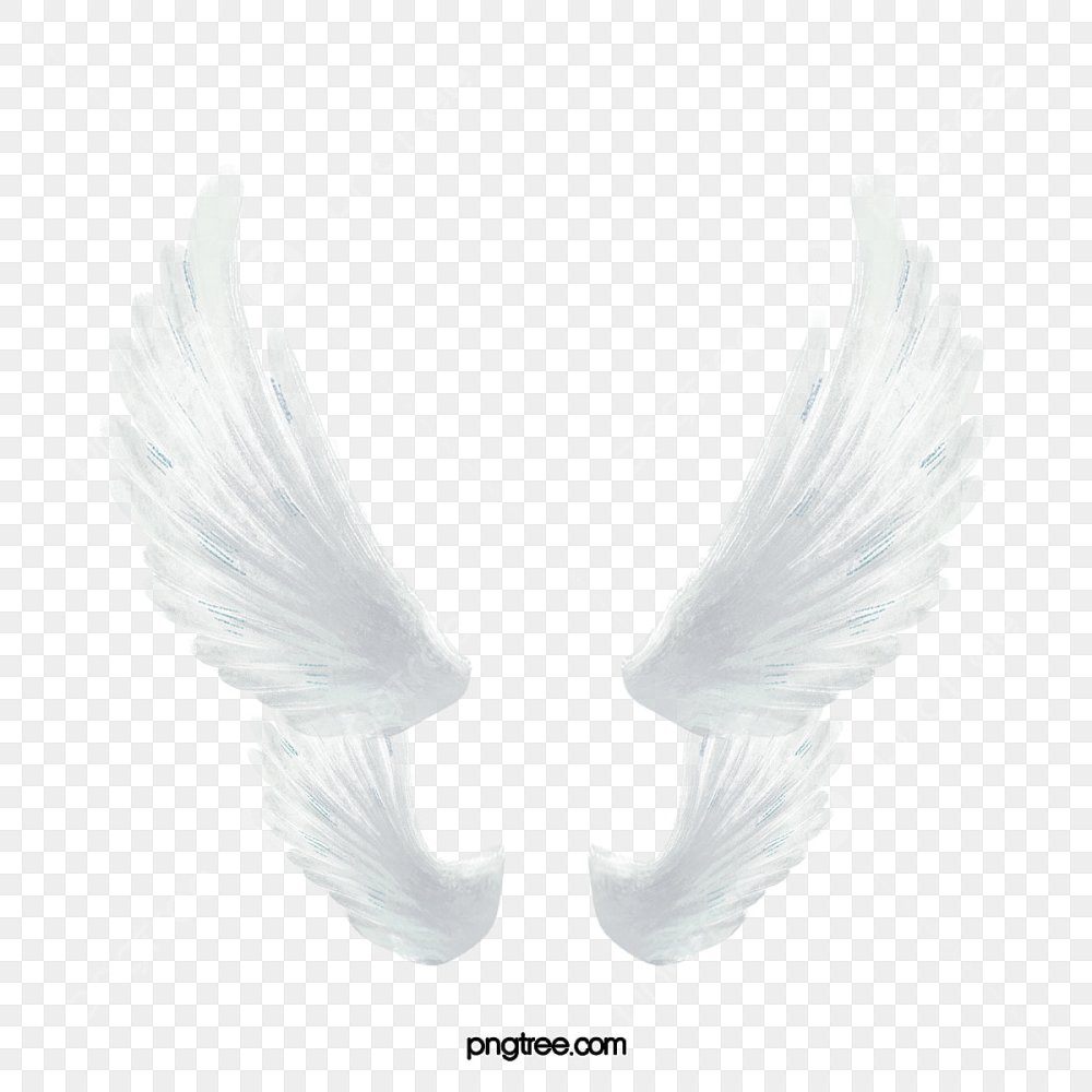Ангельские Крылья на белом фоне для обработки