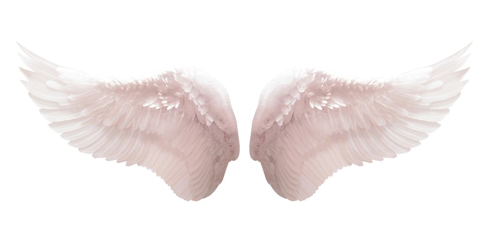 Крылья на белом фоне