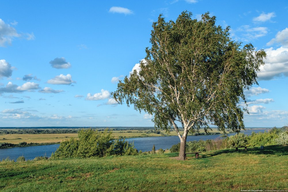 Художник Алексей Сычев картины