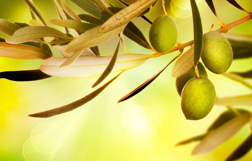 Оливковые листья