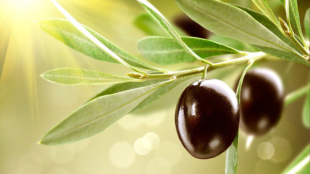 Оливки на зеленом фоне