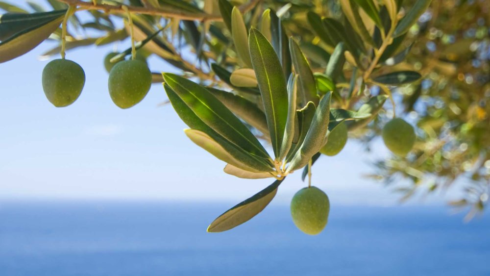 Оливка на деревянном